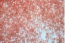 Perline Delica Miyuki Transparent Pink Luster 11/0 - 8gr