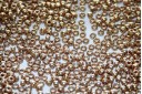 Miyuki Seed Beads Duracoat Galvanized Champagne 11/0 - 10gr