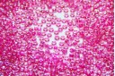 Miyuki Seed Beads Hot Pink Lined Crystal AB 11/0 - 10gr