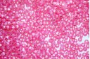 Miyuki Seed Beads Dyed Rose Pink Silver Lined 11/0 - 10gr
