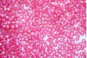 Perline Miyuki Dyed Rose Pink Silver Lined 11/0 - 10gr