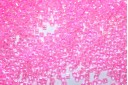 Miyuki Delica Beads Lined Crystal Med Pink 11/0 - 8gr