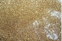 Perline Toho Round Rocailles 15/0, 10gr. Permanent Finish-Galvanized Gold