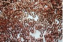 Perline O Bead 1x3,8mm, 5gr, Apollo Gold Col.C00030