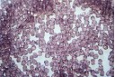 Perline Mezzi Cristalli Mid. Light Amethyst 3mm - 60pz